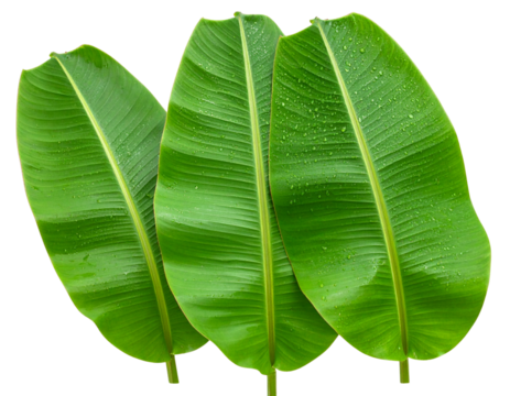 Close-up of Banana Tree Leaves with Dew Drops, isolated on transparent background