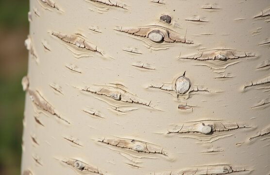 Close-up birch bark showing intricate patterns and textures