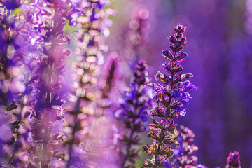 Szałwia omszona (Salvia nemorosa) popularna bylina,