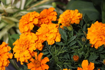 blast of bright orange blossoms above dark green leaves (close-up, macro)