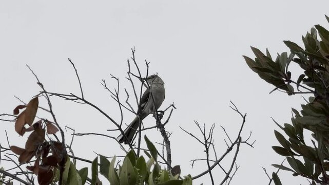Mockingbird vocalizes in a tree