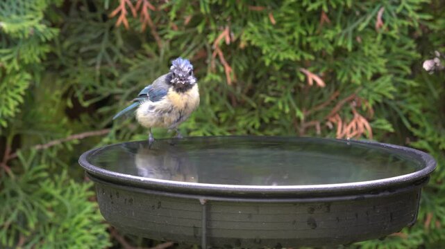 blue tit at birdbath in the garden
