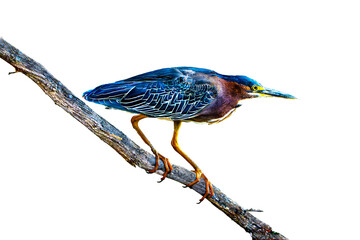 Green Heron (Butorides virescens) Photo, Perched on a Transparent, Isolated PNG Background