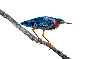 Green Heron (Butorides virescens) Photo, Perched on a Transparent, Isolated PNG Background