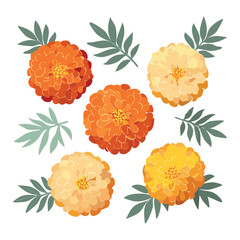 Earthy Orange Marigold Flower Collection