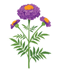 Elegant Purple Daisy Flower with Green Leaves
