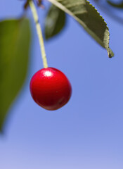 single red cherry on branch upright, blue sky in background, ripening cherry vertical, sweet cherry...