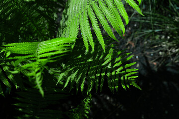 fern plant leaves in sunlight