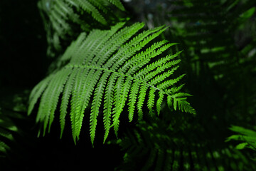 green fern plant leaves in sunlight