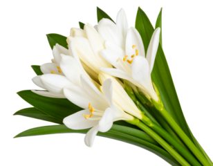 Cluster of Tuberose Flowers with Green Leaves, isolated on transparent background