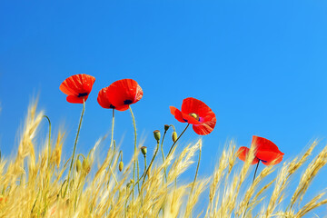 Poppies against a blue sky.