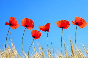 Poppies against a blue sky.