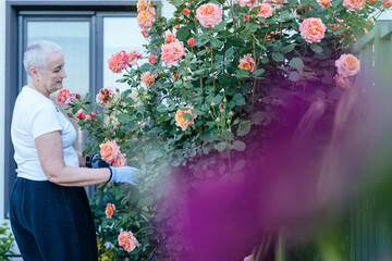 Elderly woman caring for roses during cancer recovery