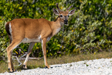 Key Deer Buck