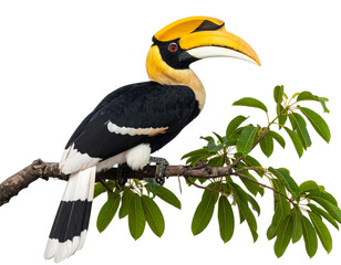 Hornbill Perched on a Tree Branch with Large Curved Beak, isolated on transparent background