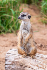 Fototapeta premium Meerkat, Suricata suricatta, on hind legs. Portrait of meerkat standing on hind legs with alert expression. Portrait of a funny meerkat sitting on its hind legs.