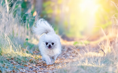 chihuahua in nature