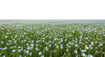 Field of flax flowers in bloom isolated on transparent background