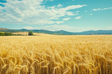 Ultra Hd Picture of Organic Barley Field in Italian Summer