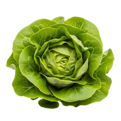 Close up view of a butter lettuce head showing its vibrant leaves and intricate textures isolated on transparent background