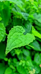 close up of green leaves