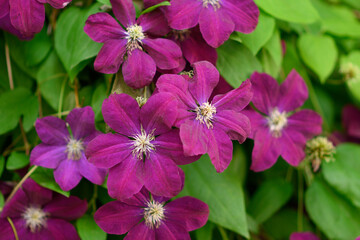 Flower of purple clematis in the spring garden. Bush of lilac clematis. Blooming pink clematis...