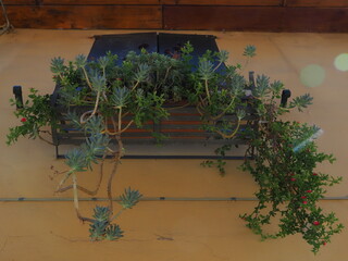 Finestra chiusa con vaso di succulente.