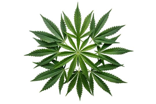 Intricate Cannabis Leaf Mandala A Stunning Symmetrical Arrangement of Marijuana Foliage