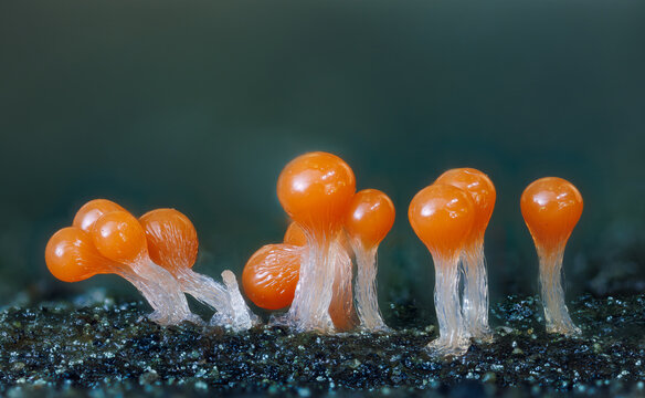 Orange slime mold - Trichia decipiens, it's a small protist organism