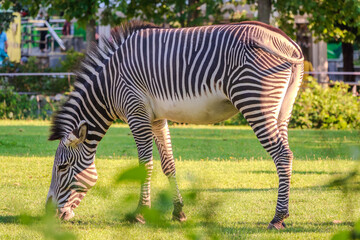 Grevy's zebra, lat Equus grevyi, also known as the imperial zebra eats green grass.