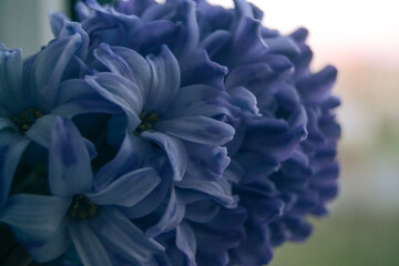close up of blue hyacinth