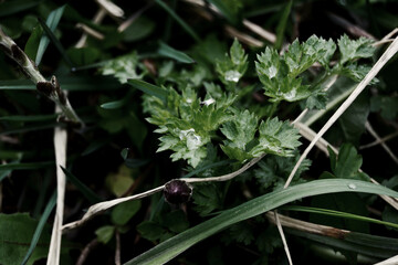green leaves of a plant