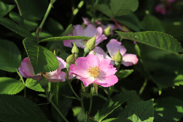 Side view of some flowers and unopened buds of a Climbing Prairie Rose (Rosa setigera) in eastern North America. 
