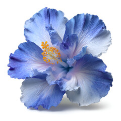 Close-up of a Stunning Blue Hibiscus Flower