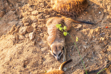 Meerkat suricatta family wildlife picture.