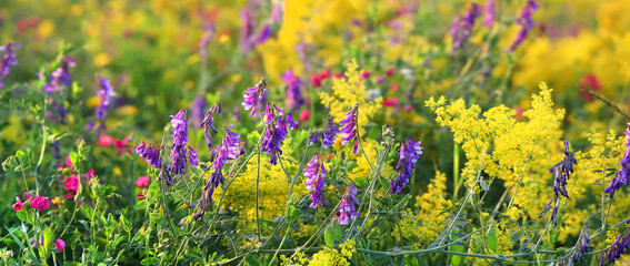 Colorful wild flowers and herbs in summer meadow.