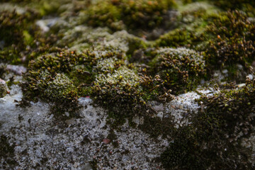 green moss on the rocks