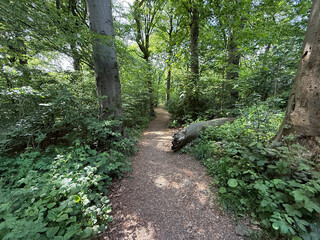 “Nature walk beneath tall trees in, Chellow Dean Woods, Bradford, Yorkshire, UK."