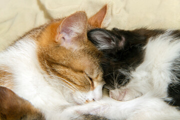 A cat and her kitten are sleeping close-up.