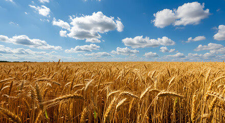 Golden wheat field under blue sky with white clouds  
