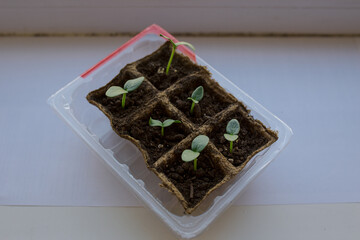 young tomato seedlings planted in peat pots, located on the windowsill of a farmhouse. Hobby of a...