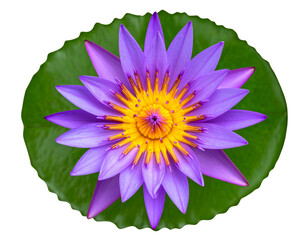 Overhead View of Purple Water Lily with Radiating Petals, isolated on transparent background