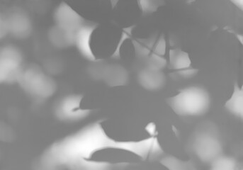 Shadow from foliage on the wall  for graphic overlay effect  