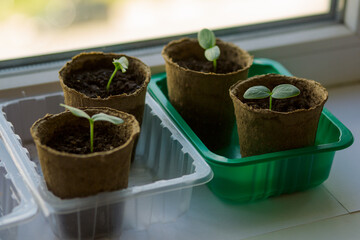 young tomato seedlings planted in peat pots, located on the windowsill of a farmhouse. Hobby of a...