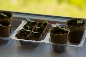 young tomato seedlings planted in peat pots, located on the windowsill of a farmhouse. Hobby of a...