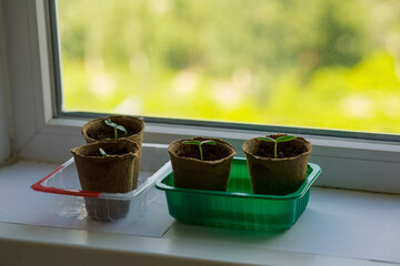 young tomato seedlings planted in peat pots, located on the windowsill of a farmhouse. Hobby of a...