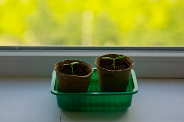 young tomato seedlings planted in peat pots, located on the windowsill of a farmhouse. Hobby of a...