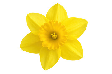 Yellow daffodil blossom revealing delicate petals and vivid hue, sharply focused against clean transparent background