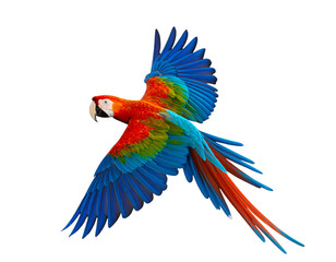 Parrot in Mid-Flight with Wings Spread Wide, isolated on transparent background