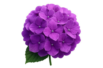 Obraz premium Purple hydrangea flower head in full bloom, single verdant leaf visible, sharp detail against clean transparent backdrop